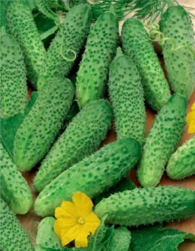 Маша (250шт) Seminis