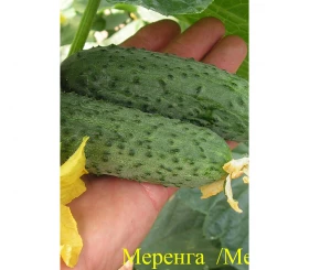 Меренга F1  (250шт) Seminis