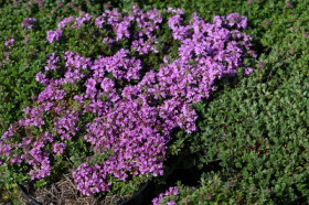 Мэджик Карпет 1шт Поиск