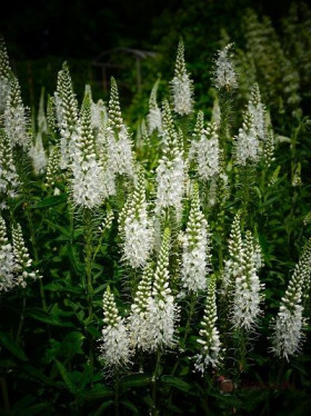 Альба Поиск