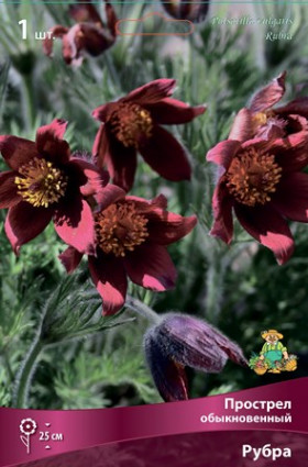 Рубра обыкновенный 1шт Поиск