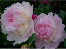 Энджел Чикс 1шт Поиск