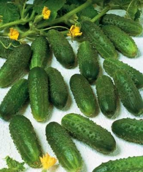 Маринда (1000шт) Seminis