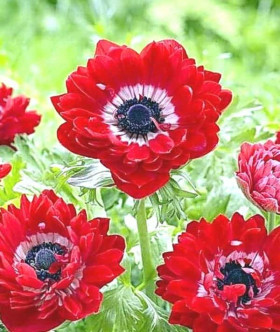 Говернор махр\10шт