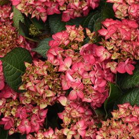 Ред Энжел крупнол.1шт Поиск