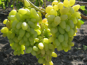 Аркадия (оч.ранний, яйцевидный, белый, крупный) Поиск