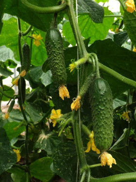 Арлекино Киров