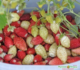 Ароматный сюрприз Ц(Н)