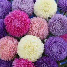 Астра Бьютифул Дэй (3гр) Микс