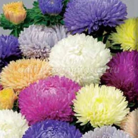 Астра Леди Корал (3гр) Микс