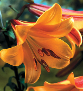 Африкан Куин (труб) 5шт