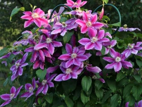 Доктор Руппел крупноцвет. Поиск