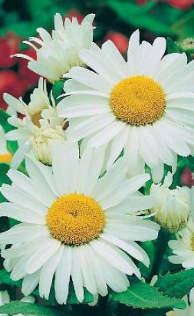 Садовый великан/Цветущий Сад