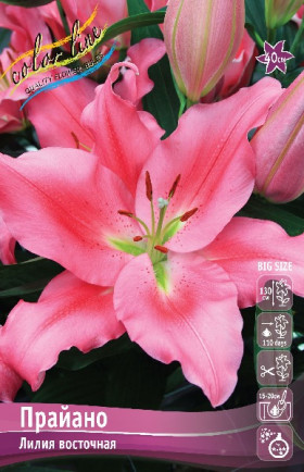 Прайано 12/14 (вост.) 5шт