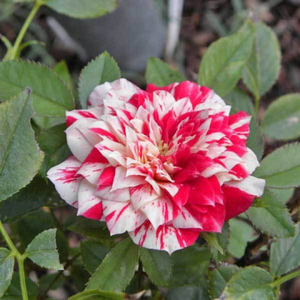 Твистер (ЗКС) ЖИЛЯК