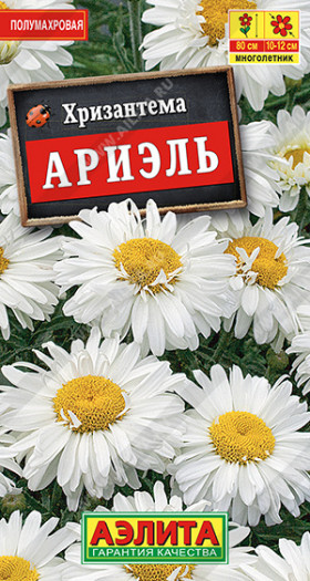 Ариэль многолетняя Ц(А)