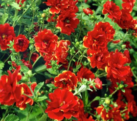 Арк-Эн-Сел  1 шт