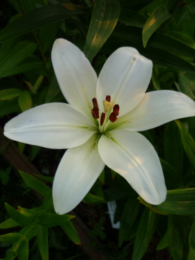 Аркахон  7шт