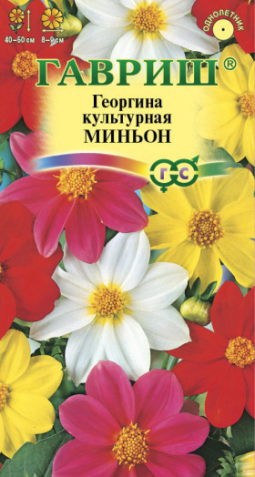 Миньон Ц(Г)