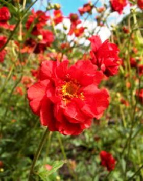 Миссис Бродшоу 1шт