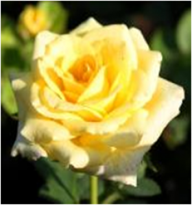 Желтый Остров (ЗКС) ЖИЛЯК