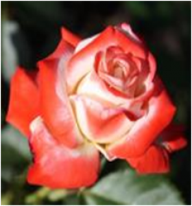 Императрица Фарах (ЗКС) ЖИЛЯК