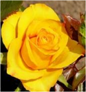 Керио (ЗКС) ЖИЛЯК