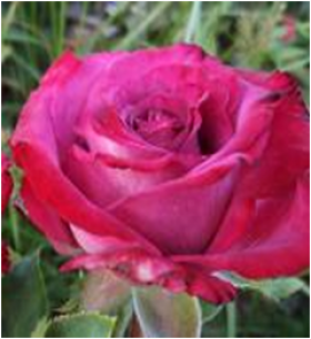 Клод Брассер (ЗКС) ЖИЛЯК