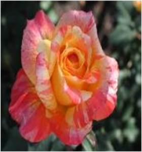 Клод Моне (ЗКС) ЖИЛЯК