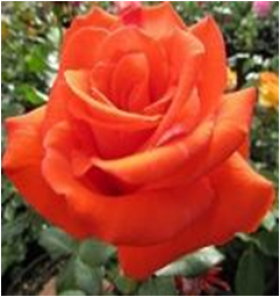 Корвет (ЗКС) ЖИЛЯК