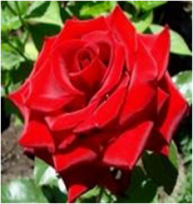 Лавли Ред (ЗКС) ЖИЛЯК