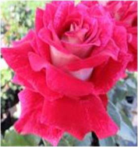 Люксор (ЗКС) ЖИЛЯК