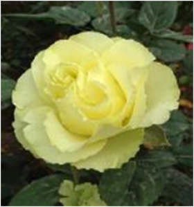 Лимбо (ЗКС) ЖИЛЯК