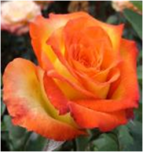 Оранж Мэджик (ЗКС) ЖИЛЯК