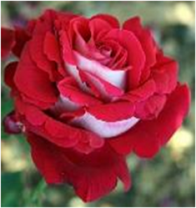 Осирия (ЗКС) ЖИЛЯК