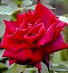 Папа Мейян (ЗКС) ЖИЛЯК