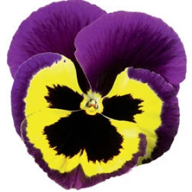 Виола Дельта (100шт) Еллоу виз Парпл Винг