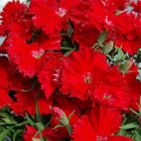 Гвоздика Диана (100шт) Скарлет
