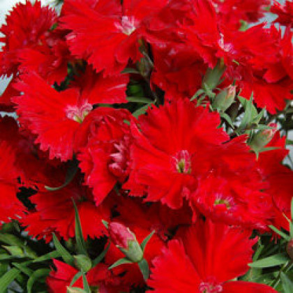 Гвоздика Диана (100шт) Скарлет