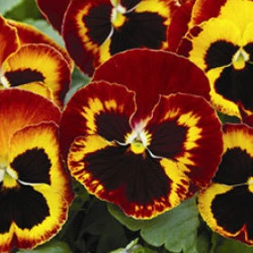 Виола Маммот (100шт) Он файр крупноцветковая