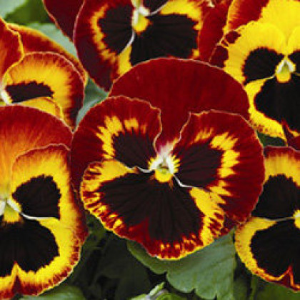 Виола Маммот (100шт) Он файр крупноцветковая