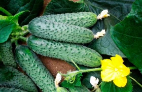 Бьерн F1 (500шт) Enza Zaden