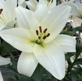 Волвик 10/12 (ТА) 7шт