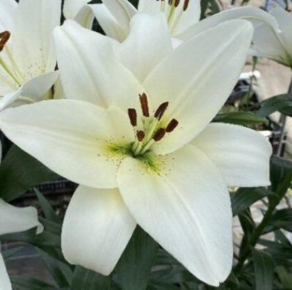 Волвик 10/12 (ТА) 7шт