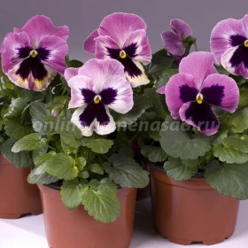 Виола Селло (100шт) Пинк Шейдес виз Блотч крупноцв