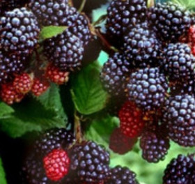 Трипл Краун 1шт Поиск