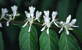 Ленинградский великан 1шт Поиск