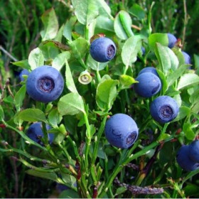 Обыкновенная/Поиск