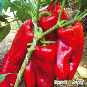 Красный бык НК сладкий 12шт Ц(Н)