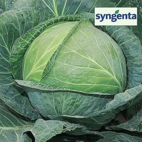 Агрессор средняя б\к F1 2500шт\Syngenta